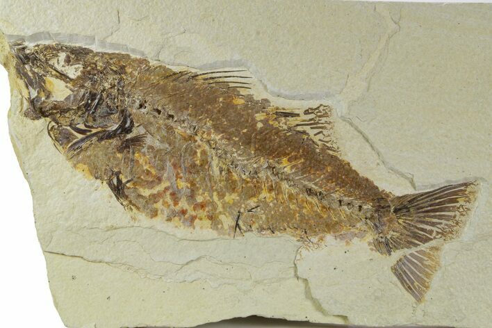 Bargain, Uncommon Fish Fossil (Mioplosus) - Wyoming #356755
